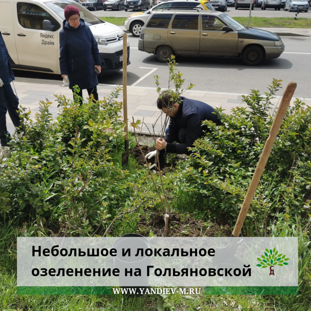 А мы сажаем деревья Гольяновская